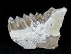 Oligocene Ruminant (Leptomeryx) Jaw Section #21122-1